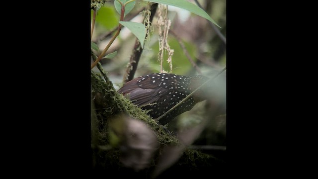 Ocellated Tapaculo - ML602706411