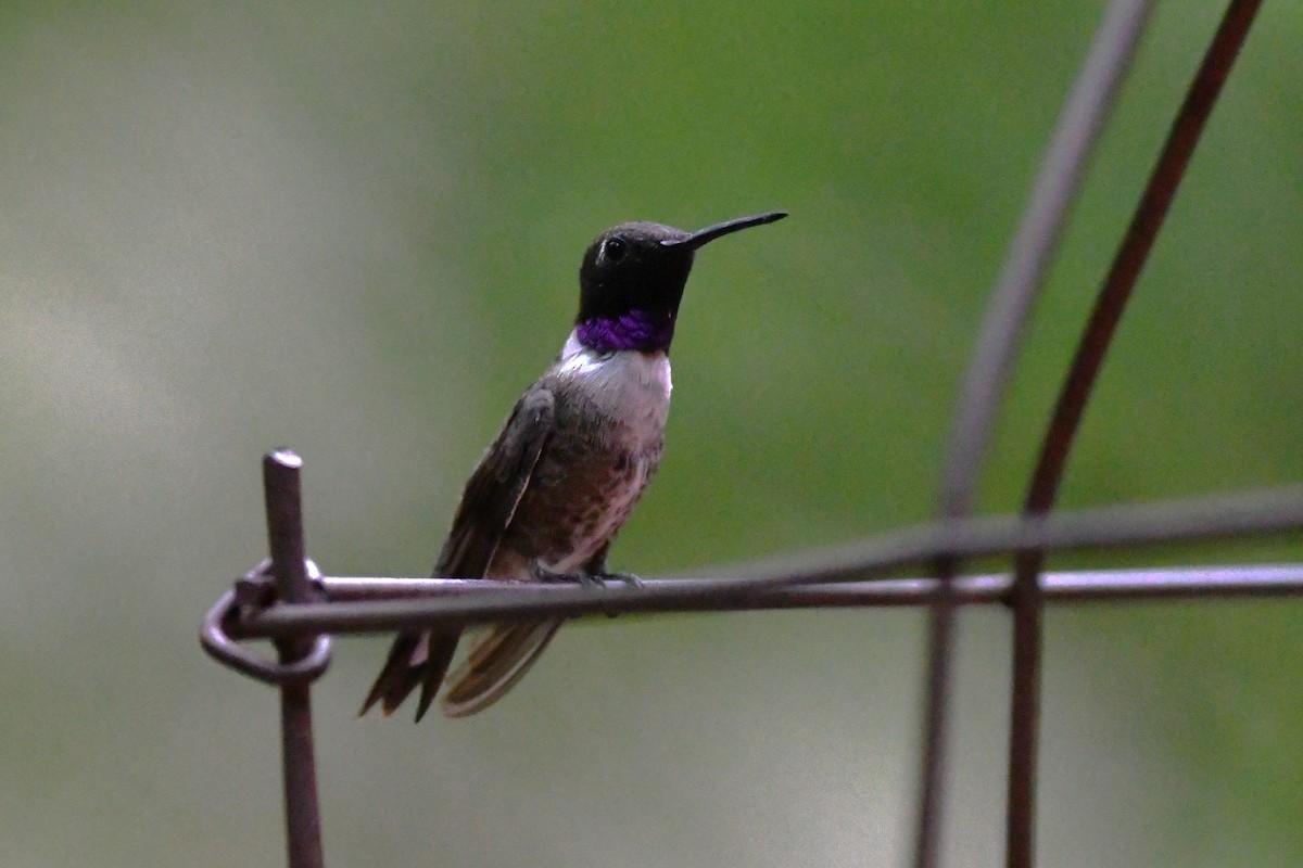 Colibrí Gorjinegro - ML602706641