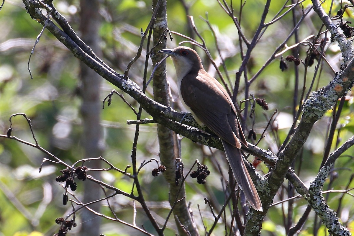 Black-billed Cuckoo - ML602706961