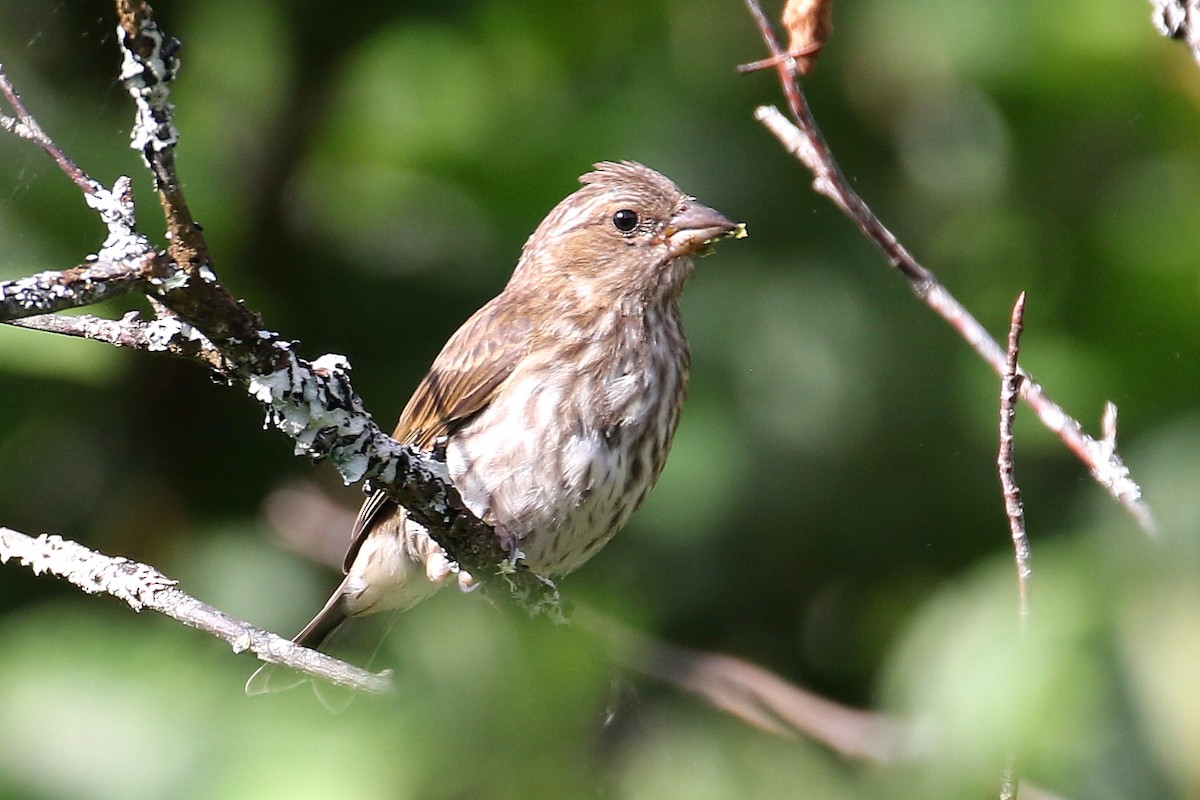 Purple Finch - ML602707171