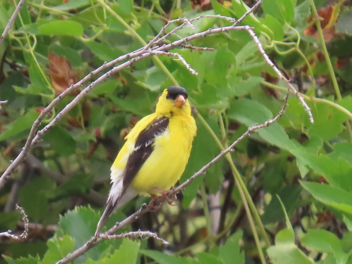 American Goldfinch - ML602707261