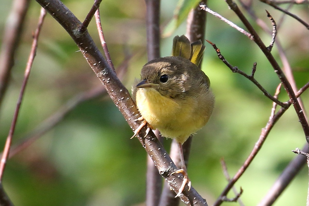 Weidengelbkehlchen - ML602707281