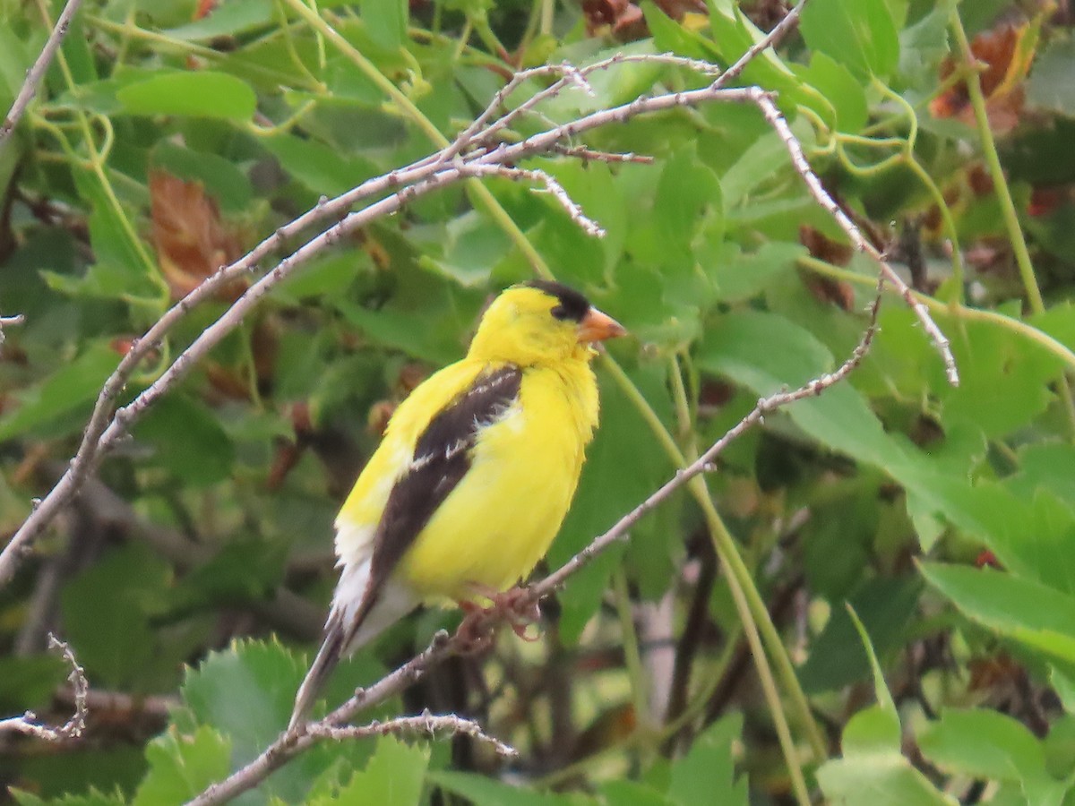 American Goldfinch - ML602707291