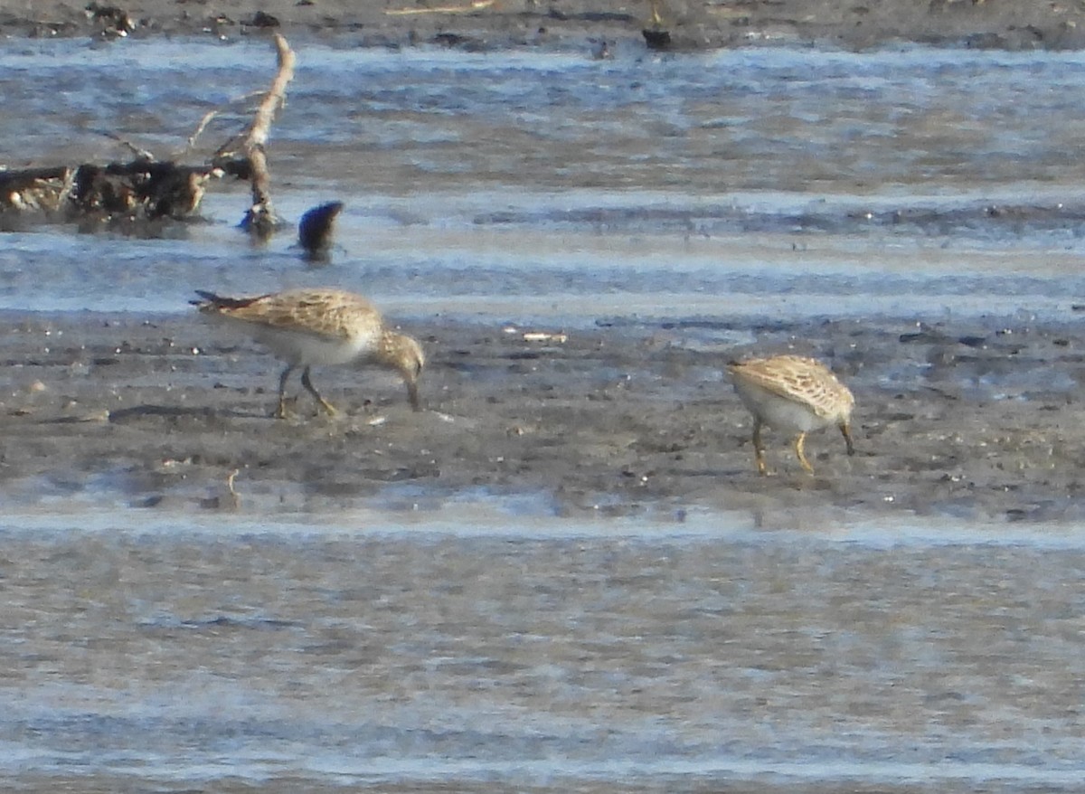 Bécasseau à poitrine cendrée - ML602707801