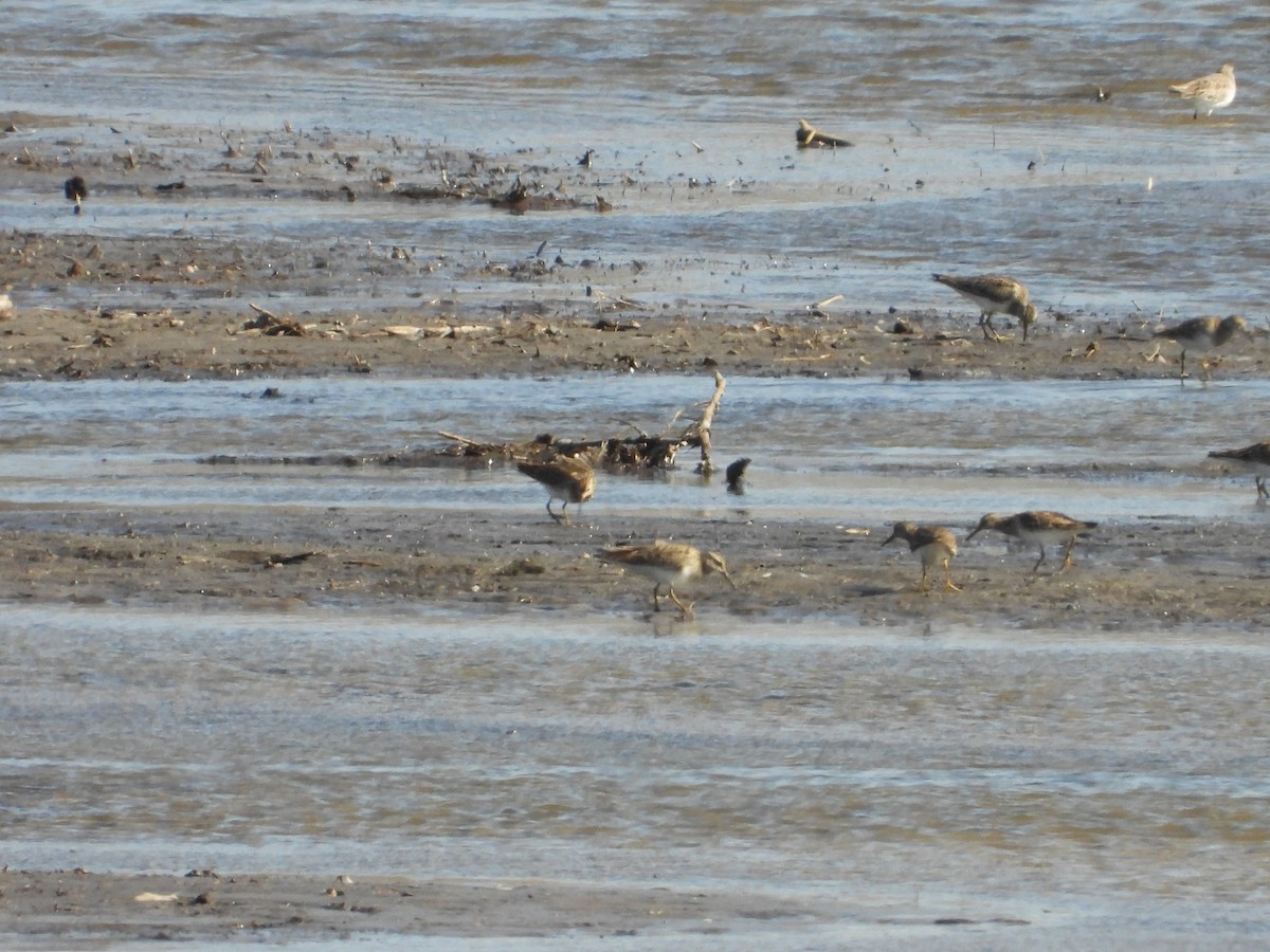 Pectoral Sandpiper - ML602707861