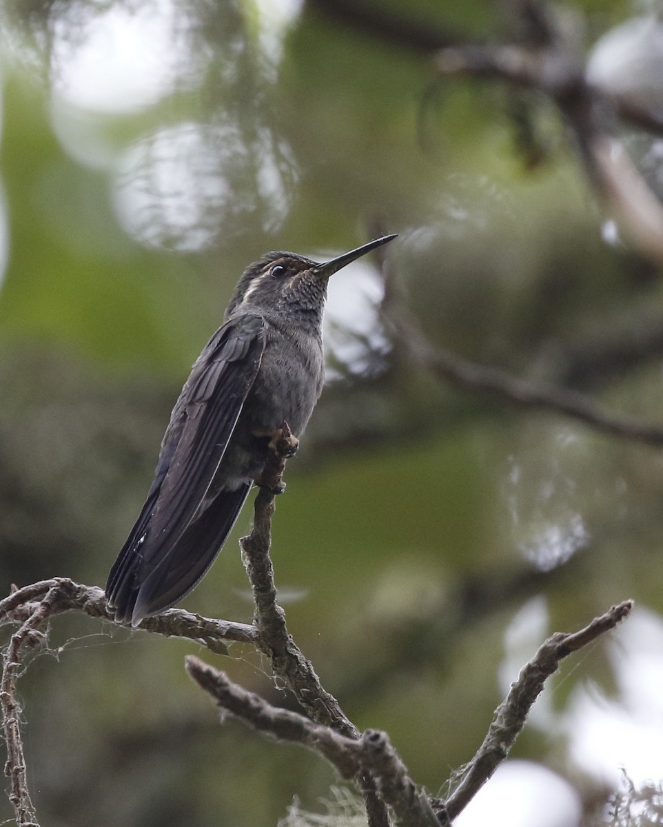kolibřík blankytohrdlý - ML60270821