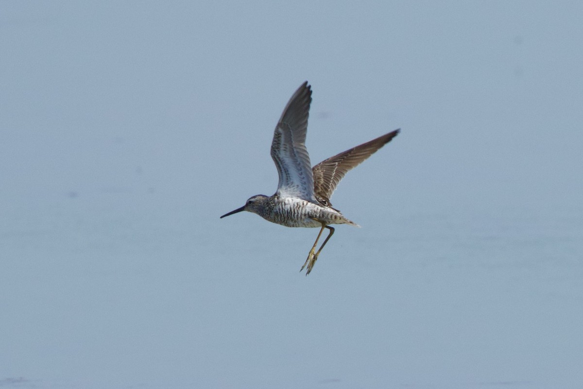 Stilt Sandpiper - ML602708561