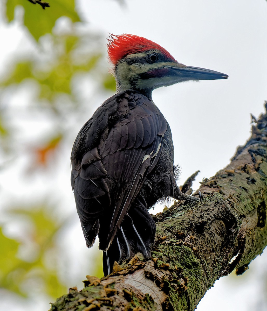 Pileated Woodpecker - Craig Becker