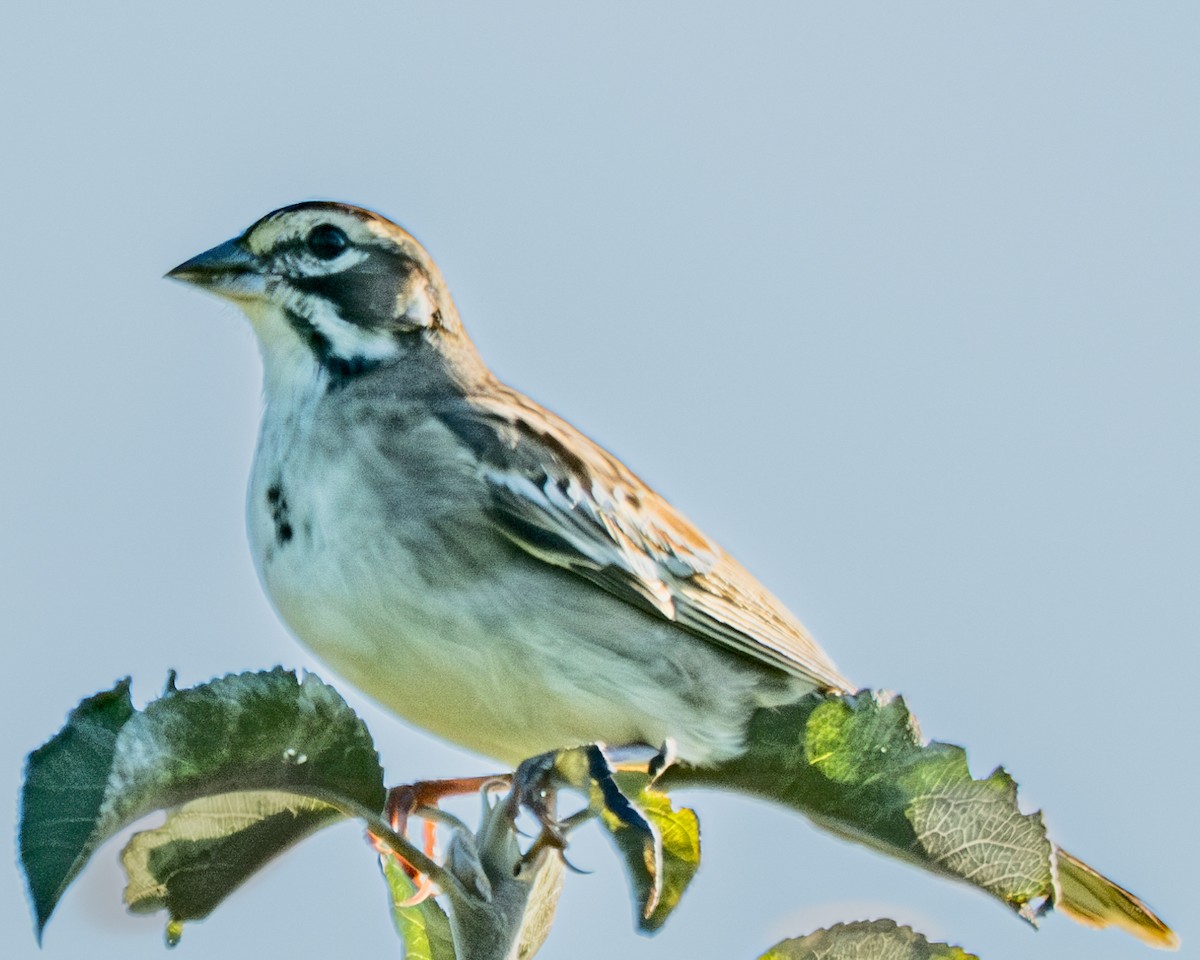 Lark Sparrow - ML602709751