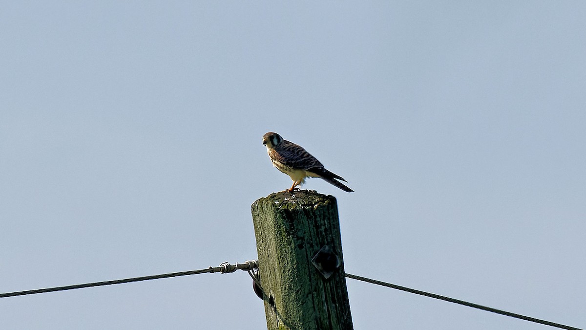 American Kestrel - ML602711671