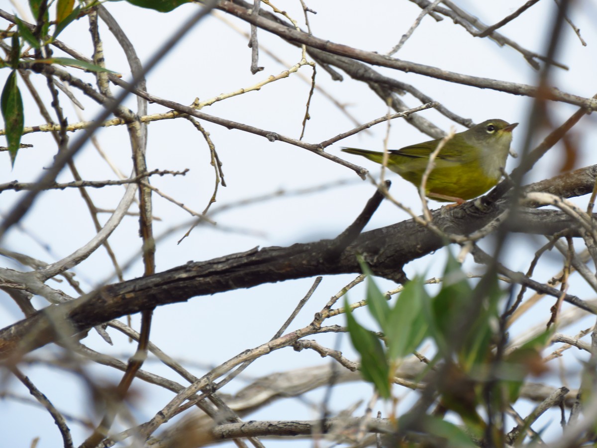 MacGillivray's Warbler - ML602712441