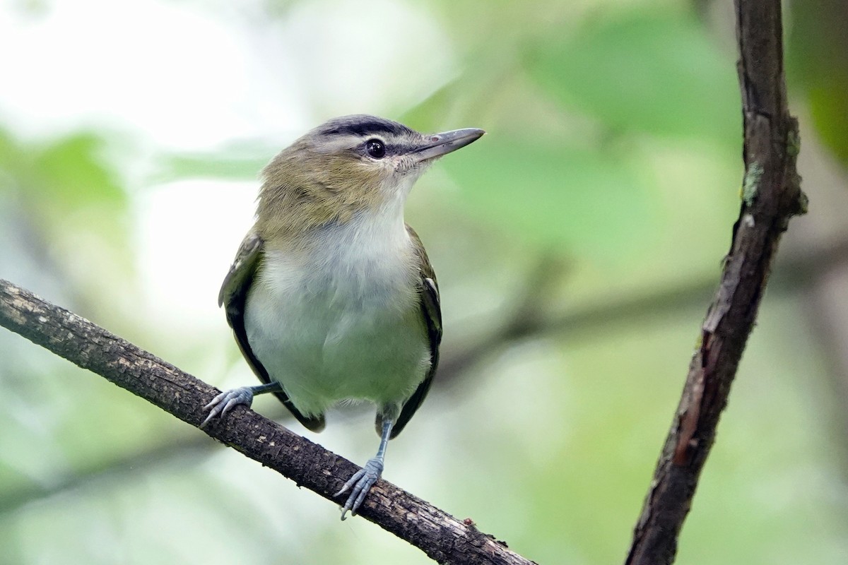 Red-eyed Vireo - ML602712611