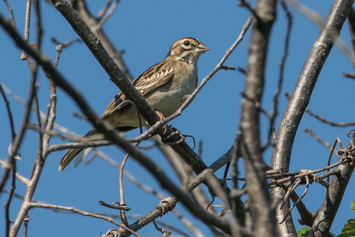 Lark Sparrow - ML602712841