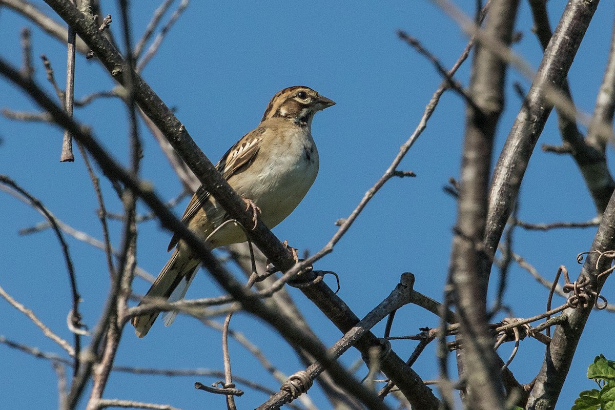 Lark Sparrow - ML602712851