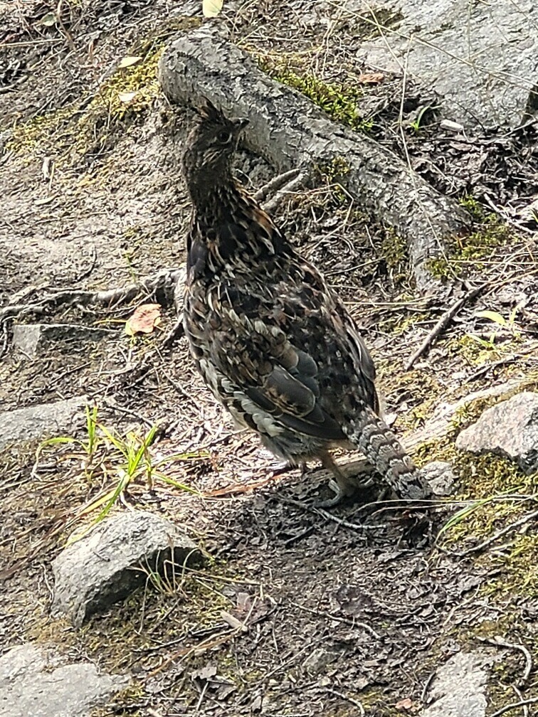 Ruffed Grouse - ML602713501