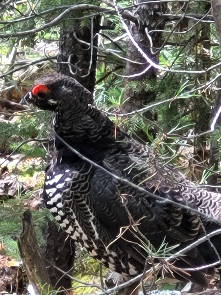 Spruce Grouse - ML602713661