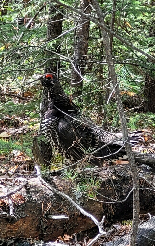 Spruce Grouse - ML602713751