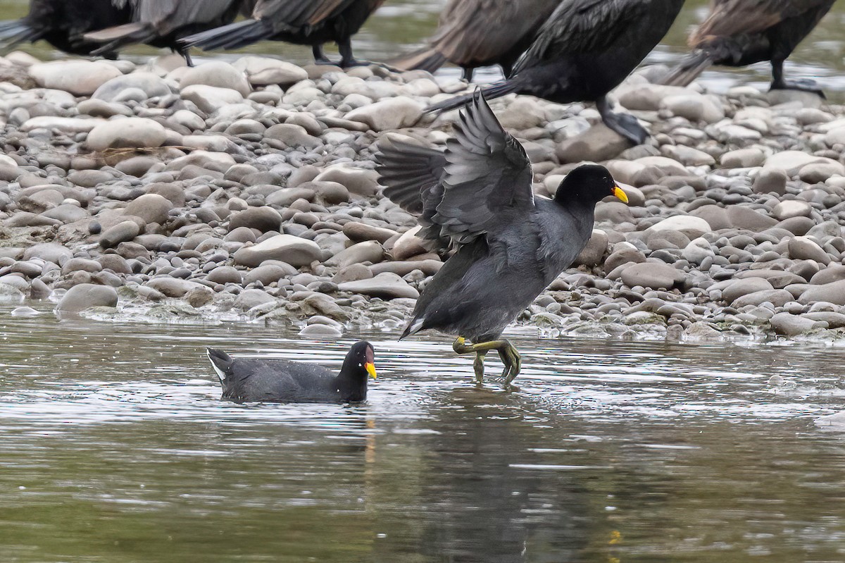 Red-fronted Coot - ML602714311