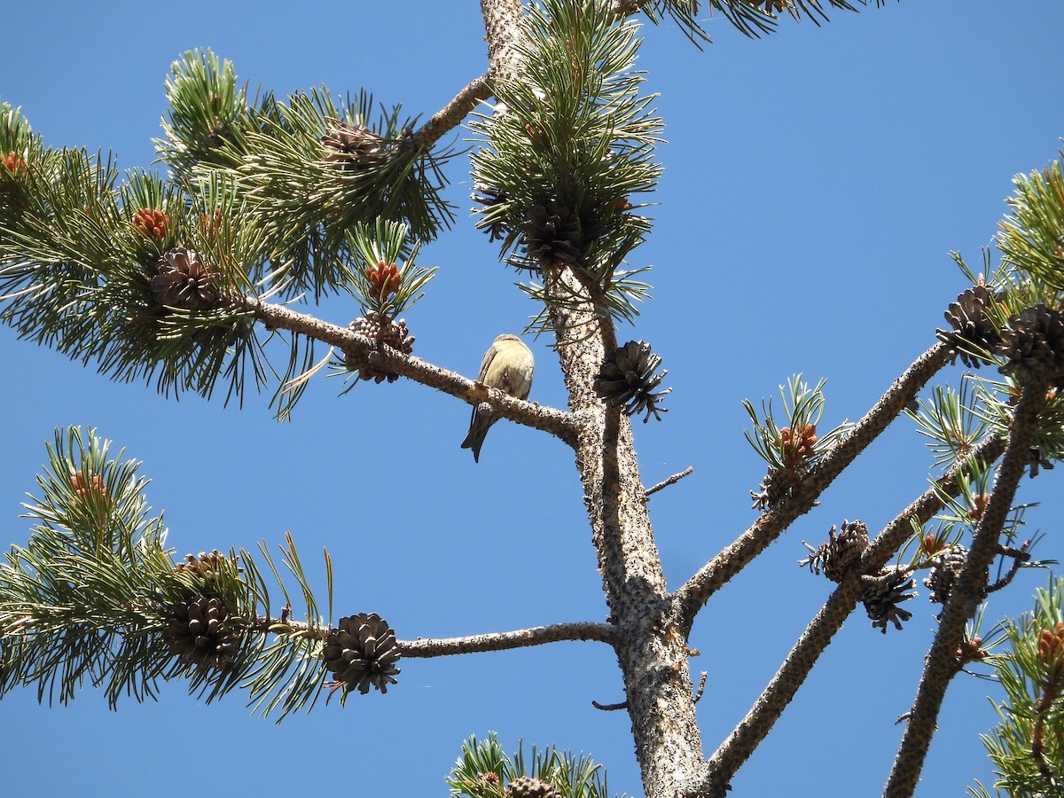 Bec-croisé des sapins - ML602715541