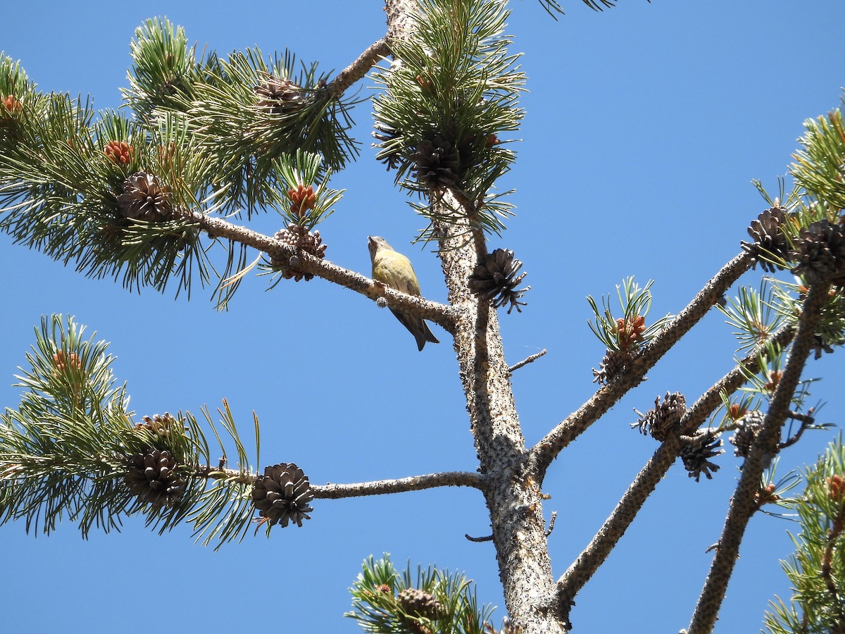 Red Crossbill - ML602715581