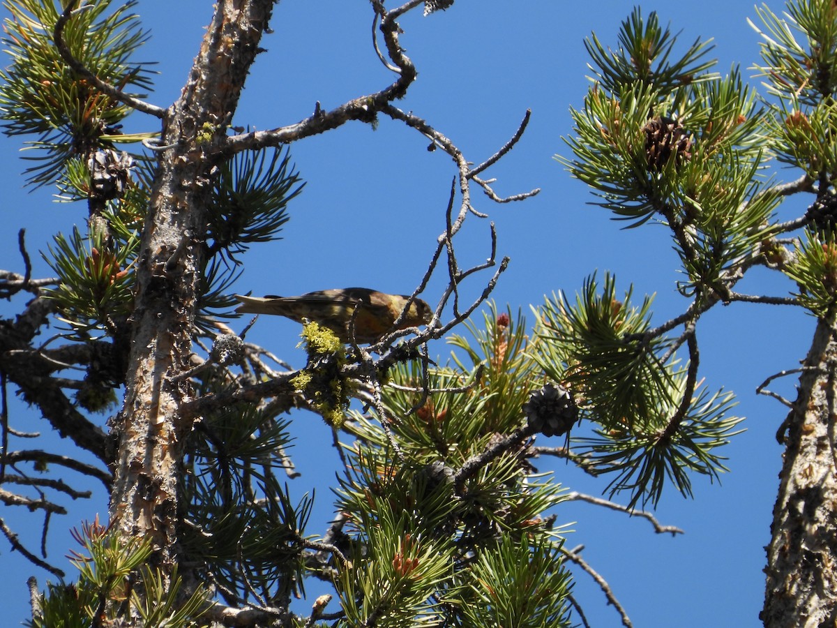 Bec-croisé des sapins - ML602715661