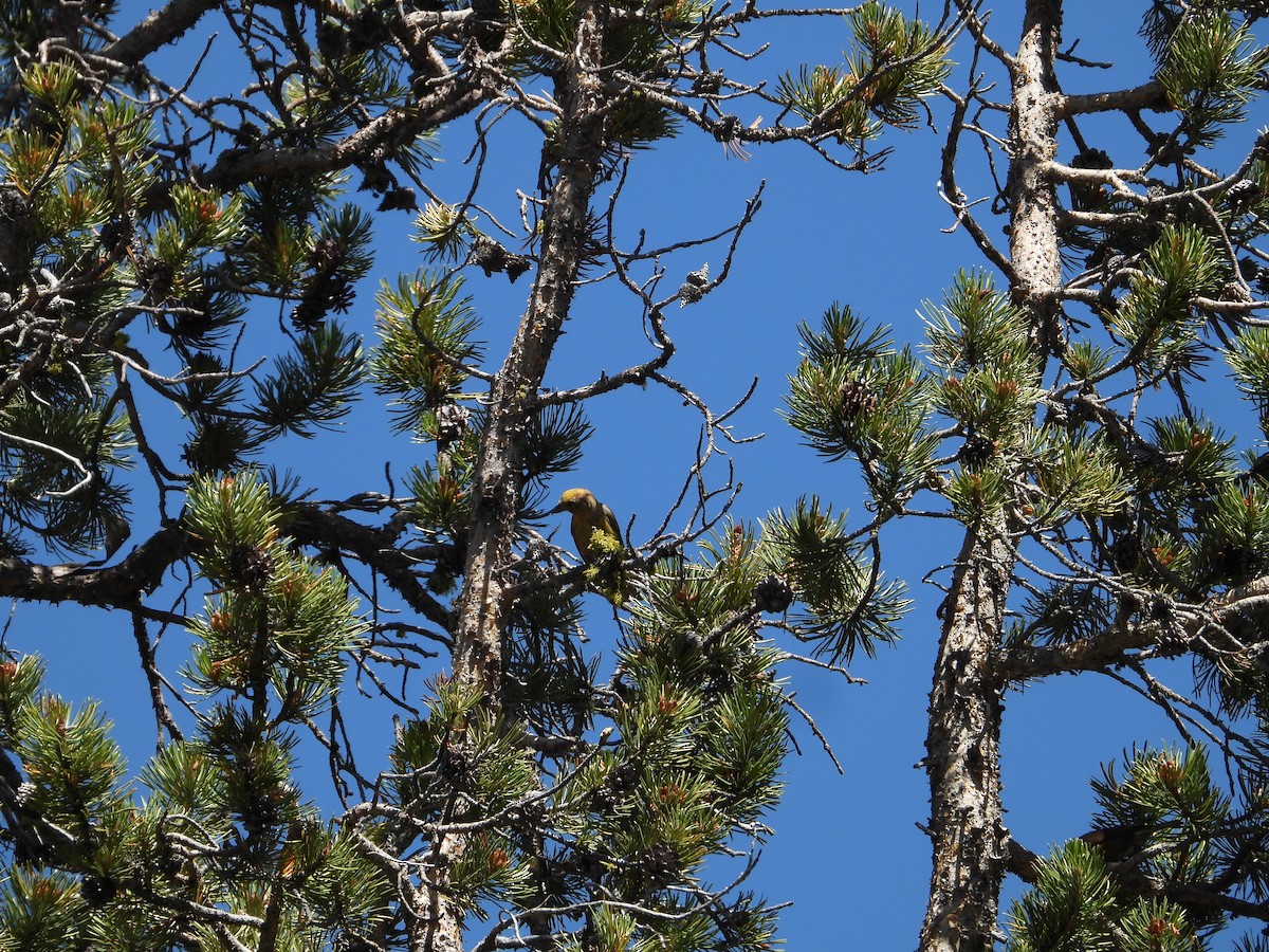 Bec-croisé des sapins - ML602715791