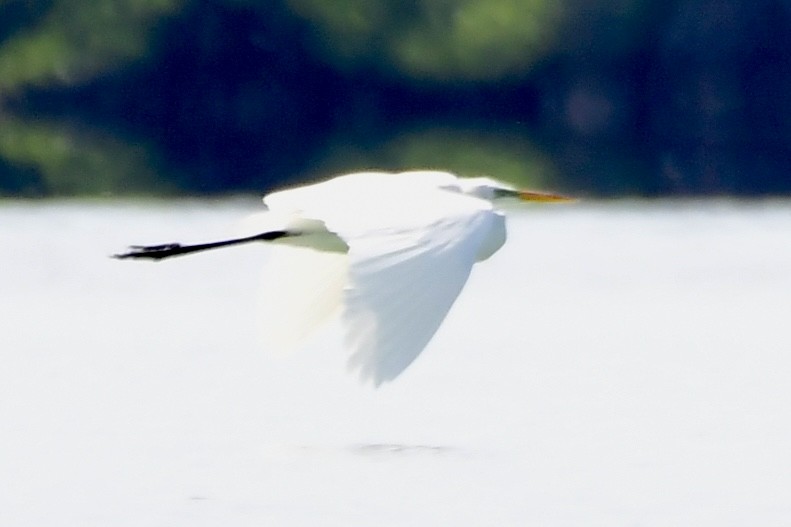 Great Egret - ML602715821