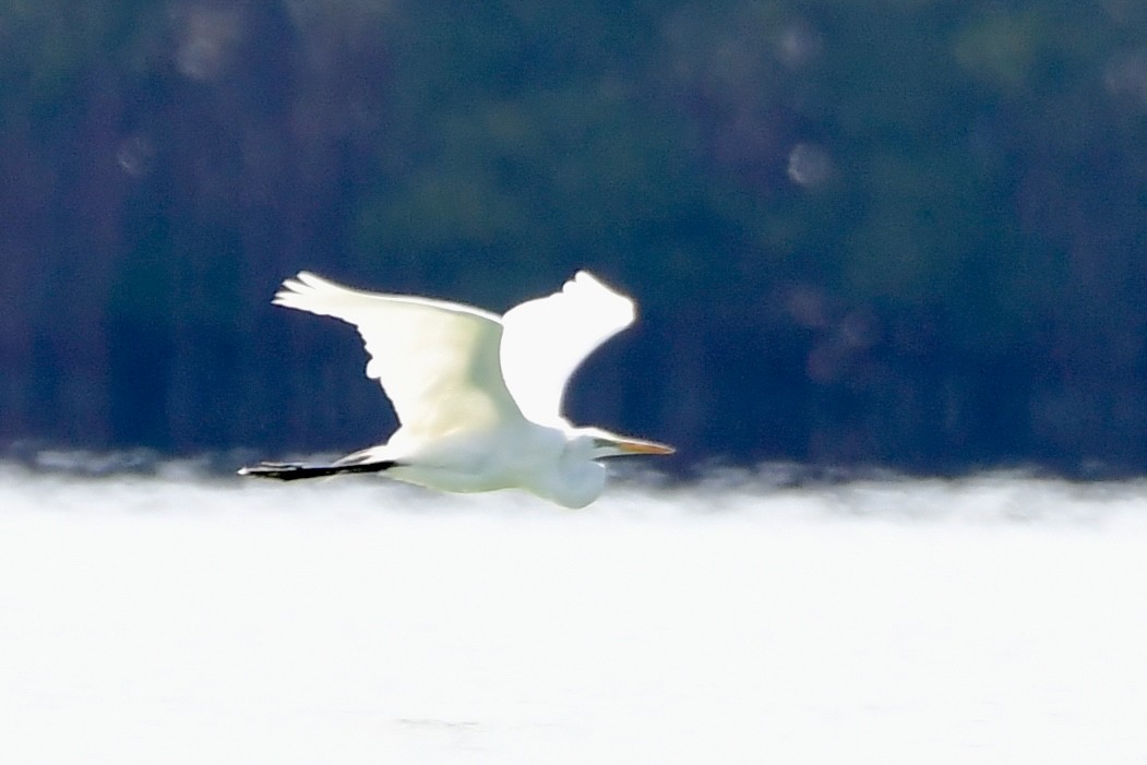 Great Egret - ML602715831