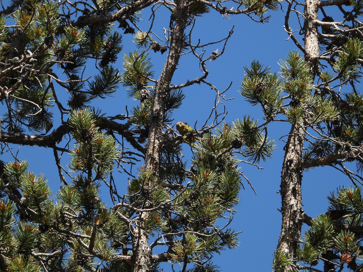 Bec-croisé des sapins - ML602715851