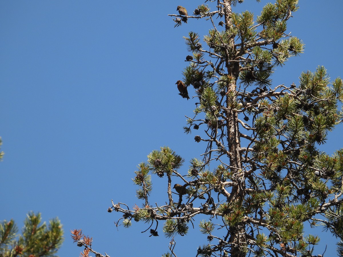 Red Crossbill - ML602715901