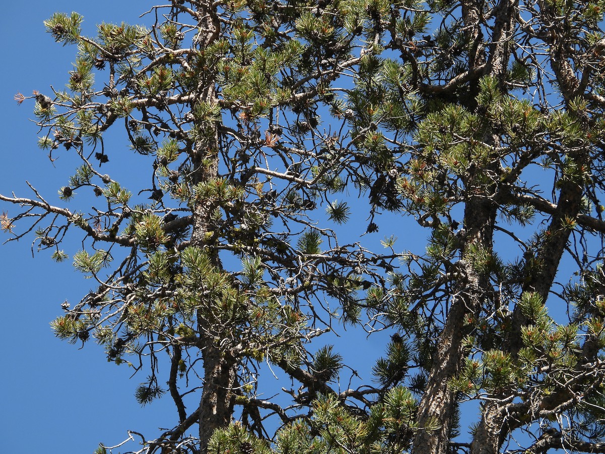 Red Crossbill - ML602716171