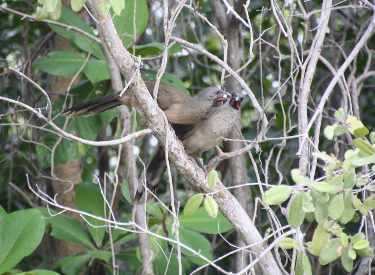 Plain Chachalaca - ML60271631