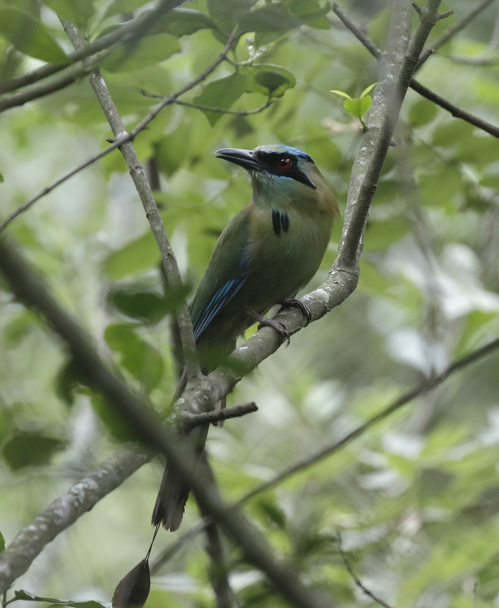 Blue-capped Motmot - ML60271651