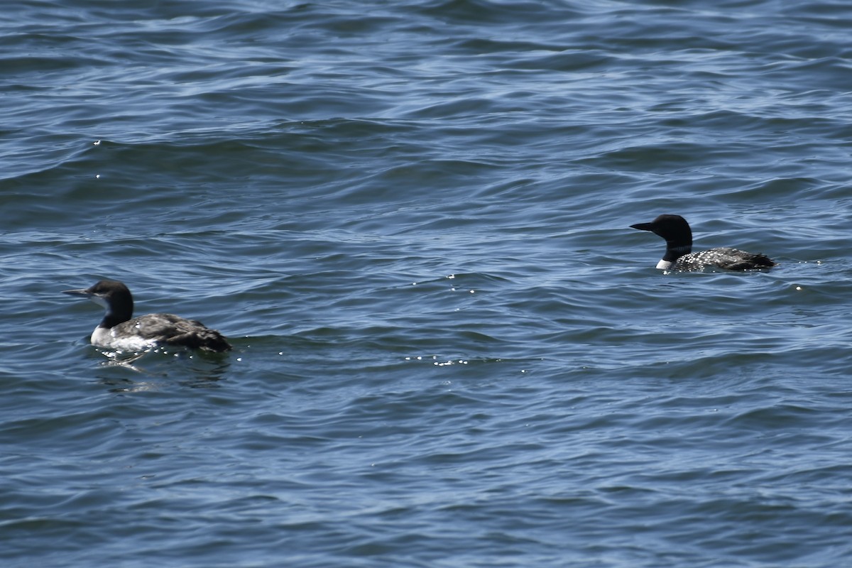 Common Loon - Tim Healy