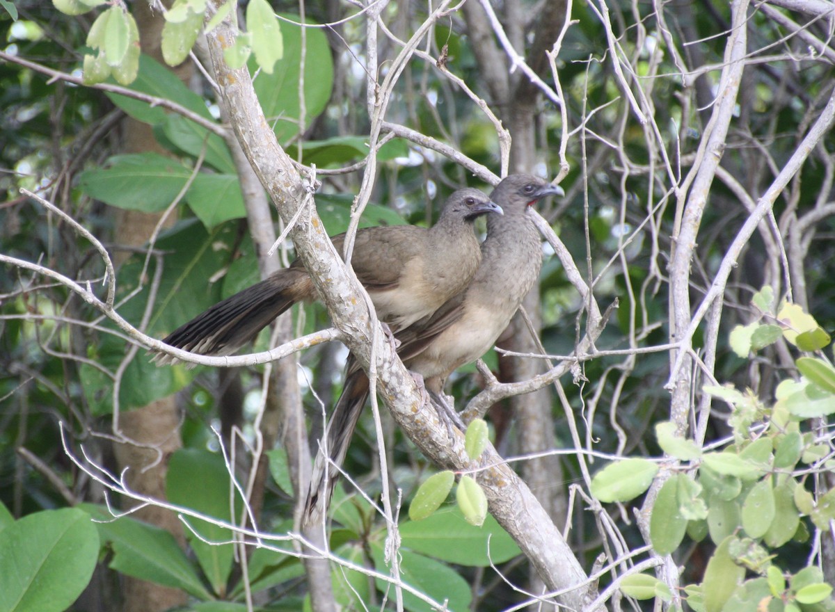 Plain Chachalaca - ML60271691