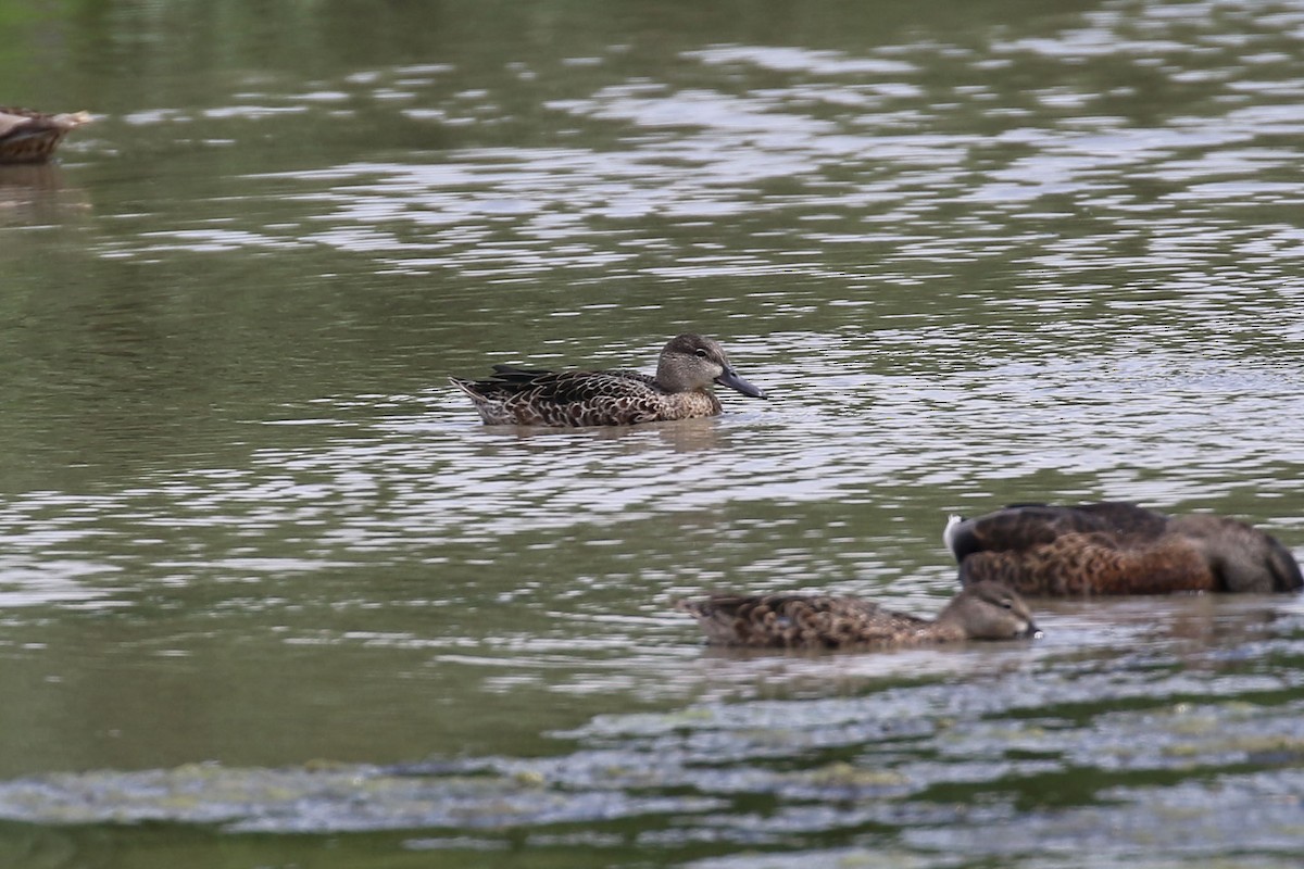 Blue-winged Teal - ML602717461