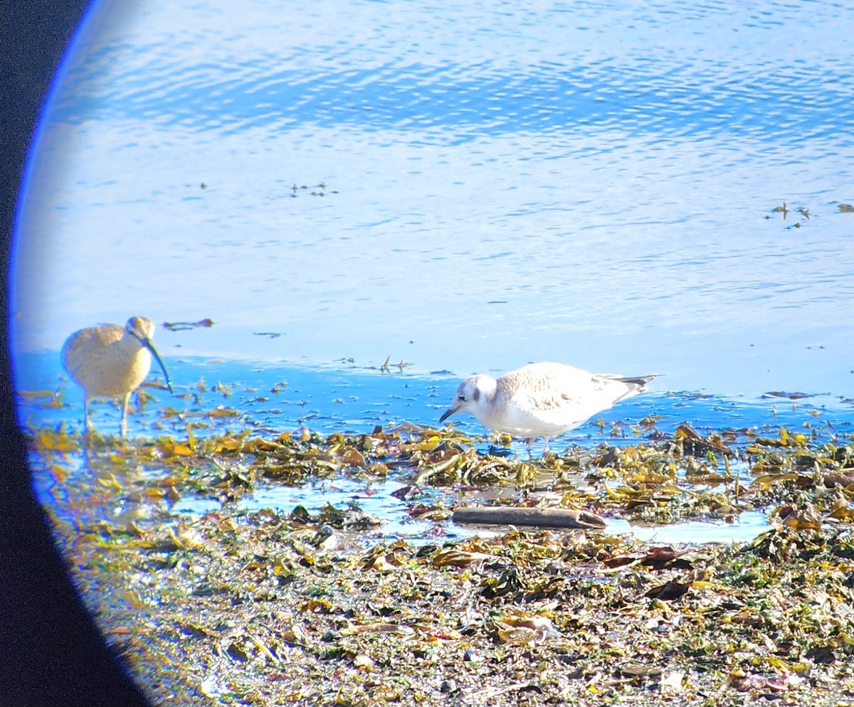 Bonaparte's Gull - ML602719401