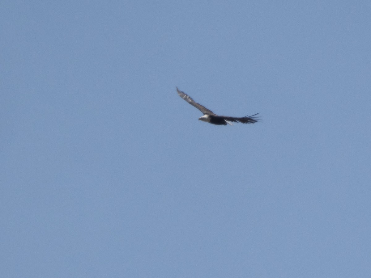 Bald Eagle - ML602720161