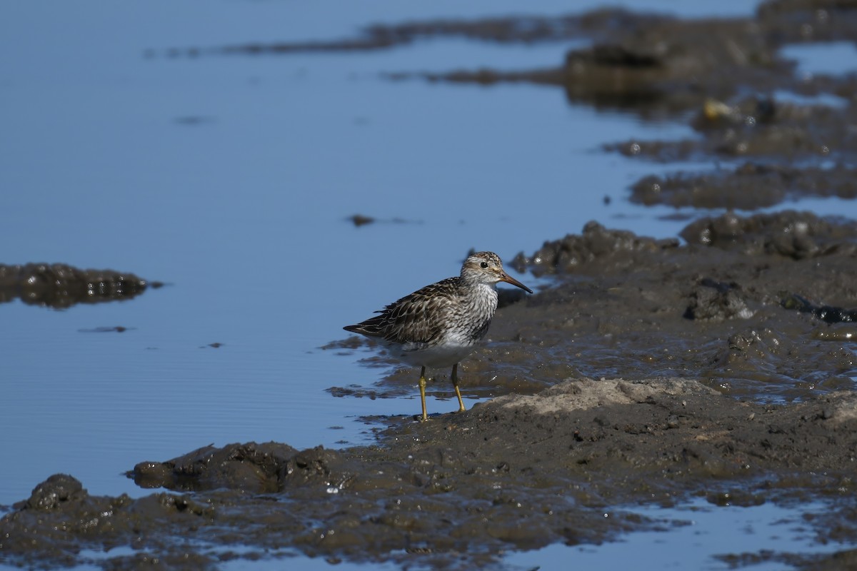 Pectoral Sandpiper - Michele McDermott