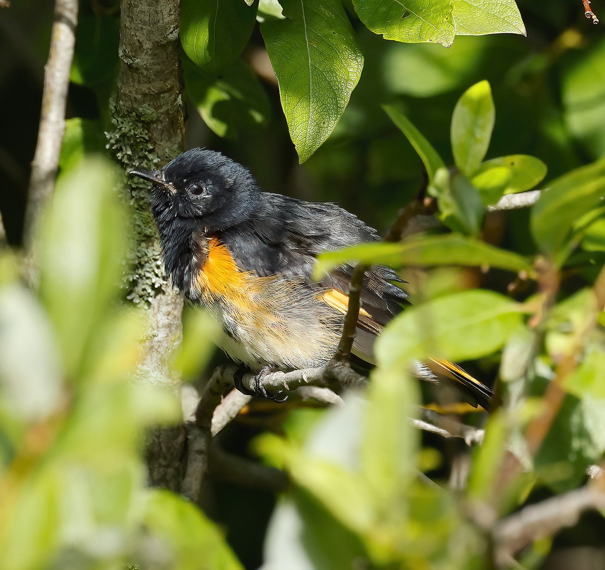 American Redstart - ML602721231