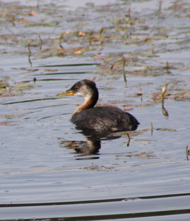 Red-necked Grebe - ML602721501