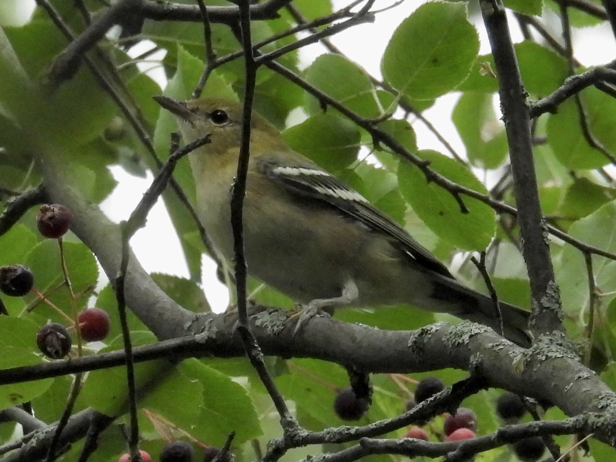 Bay-breasted Warbler - Mark Holle