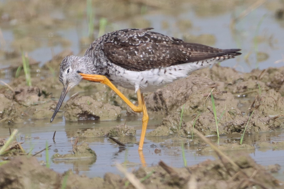 Greater Yellowlegs - ML602723151