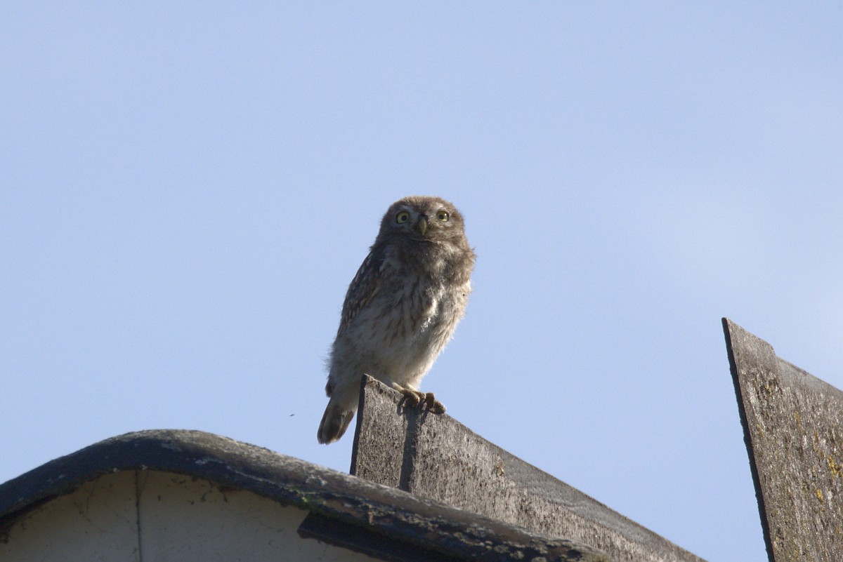 Little Owl - ML602724891