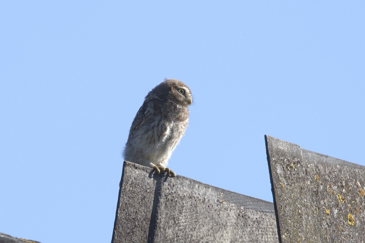 Little Owl - ML602724901