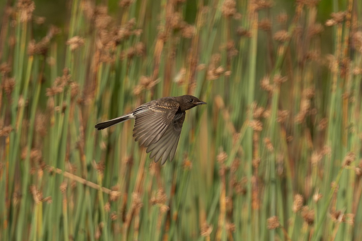 Black Phoebe - ML602725291