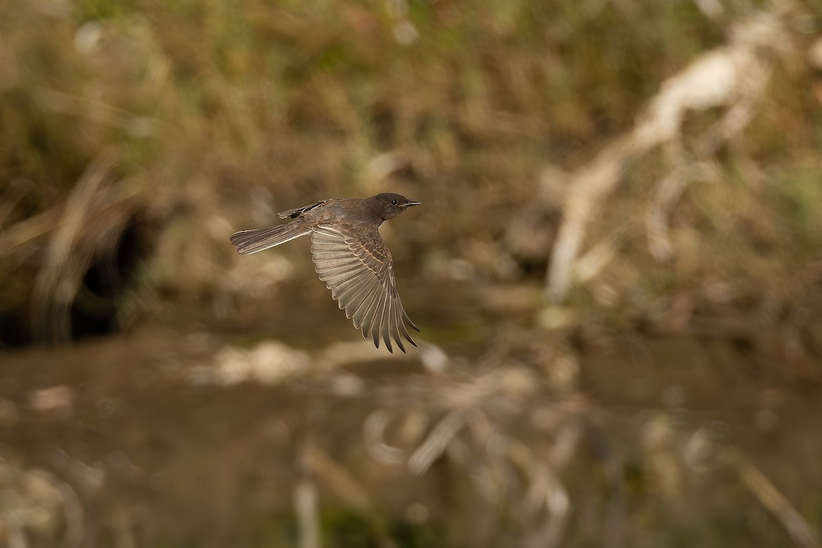 Black Phoebe - ML602725311