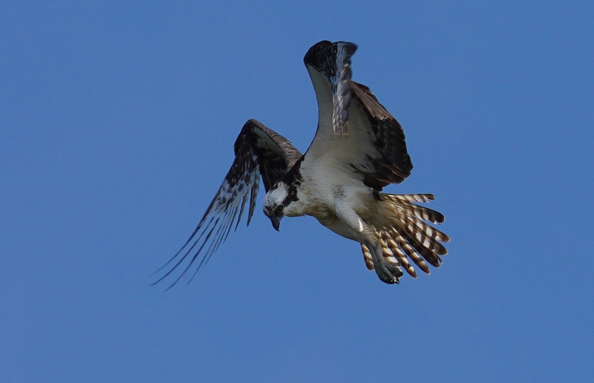 Águila Pescadora - ML602727341