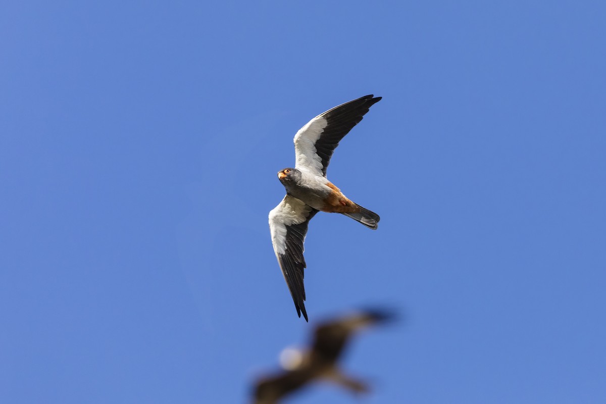 Amur Falcon - ML602727361