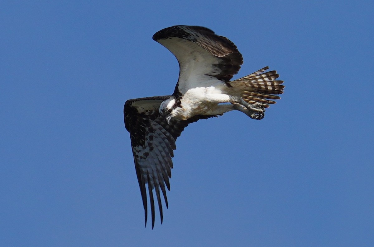 Águila Pescadora - ML602727371